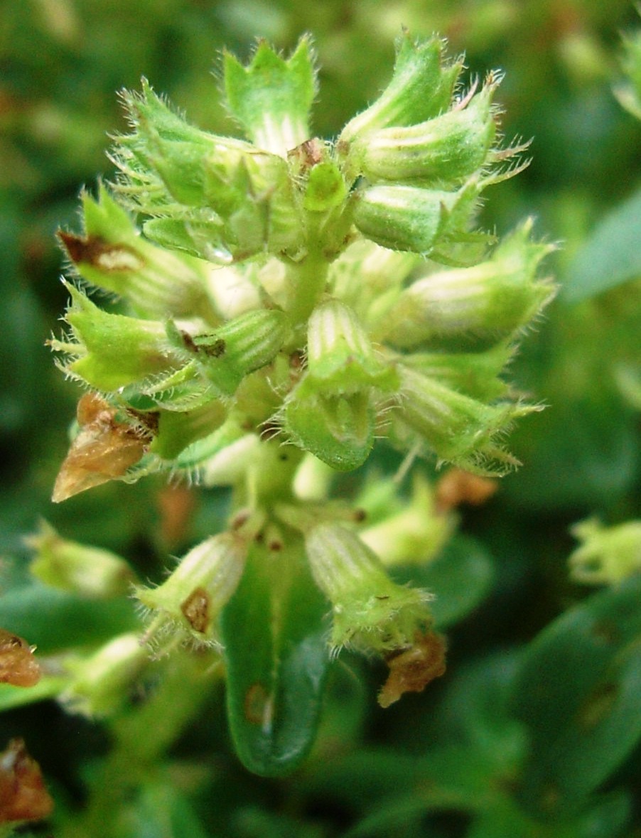 Thymus vulgaris / Timo maggiore